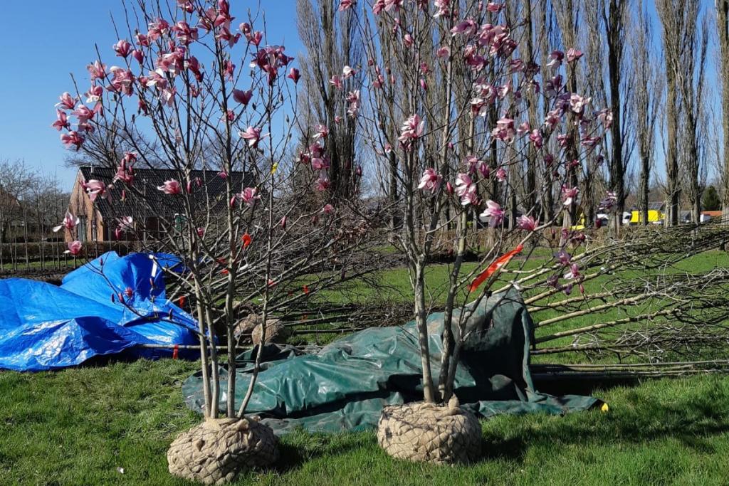 Nieuwe bomen in Veendam - pers1.jpg