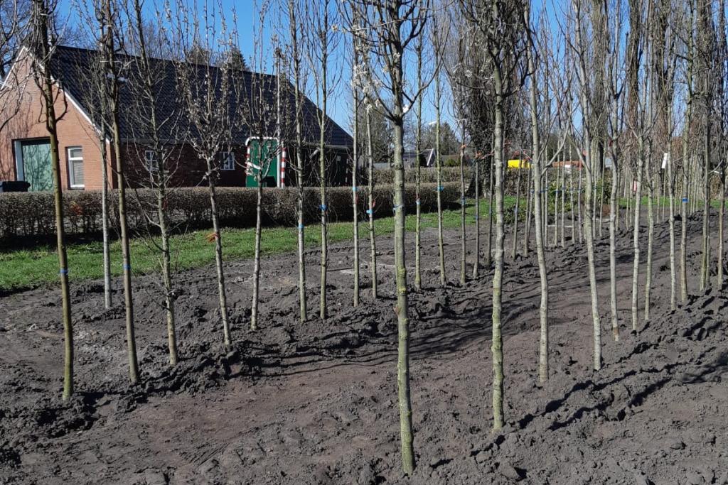 Nieuwe bomen in Veendam - pers2.jpg